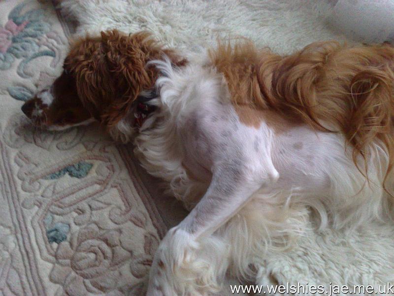 2010-08-22 07.jpg - My fur is starting to grow back